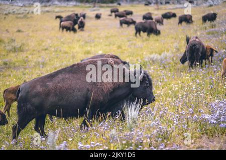 Eine Herde wilder amerikanischer Bisons auf dem Ackerland Stockfoto