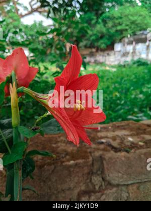 Eine vertikale Nahaufnahme eines roten hippeastrum amaryllis im Garten Stockfoto