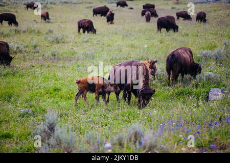 Ein Blick auf wilde amerikanische Bisons, die auf der grünen Weide grasen Stockfoto