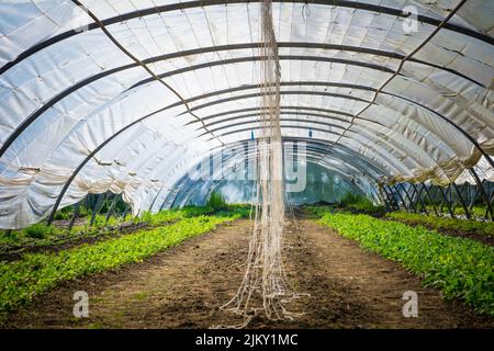 Tunnel-Gewächshaus mit Kunststoff-Abdeckung Anbau von Kräutern und Gemüse in einem Gemeinschaftsgarten Stockfoto