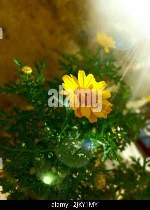 Eine vertikale Aufnahme von schönen Kornmarigold-Blüten (Glebionis segetum), die unter der Sonne blühen Stockfoto