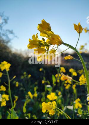 Es ist eine Senfblume und ich habe dieses Foto während der Sonnenuntergangszeit gemacht Stockfoto