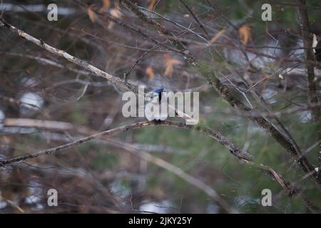 Ein winziger blauer Eichelhäher-Vogel, der auf einem Ast sitzt Stockfoto