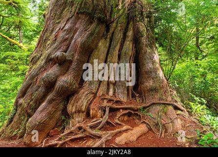 Antiker westlicher roter Zedernbaum (Thuja plicata) auf der Insel Meares entlang des Big Tree Trail, Clayoquot Sound, Vancouver Island, British Columbia, Kanada. Stockfoto