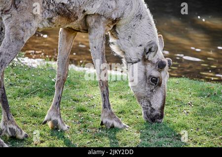 Eine schöne Aufnahme eines finnischen Waldrentiers Stockfoto