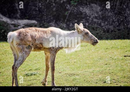 Eine schöne Aufnahme eines finnischen Waldrentiers Stockfoto