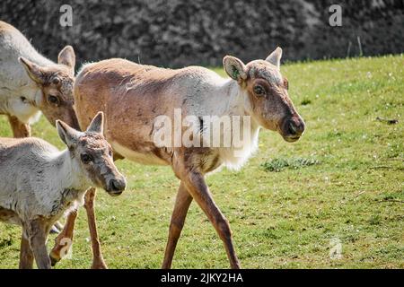 Eine wunderschöne Aufnahme von drei finnischen Waldrentieren Stockfoto