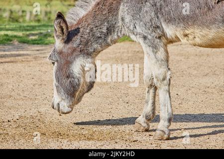 Eine schöne Aufnahme eines finnischen Waldrentiers Stockfoto