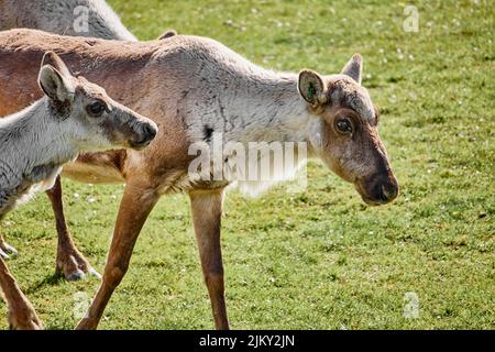 Eine wunderschöne Aufnahme von zwei finnischen Waldrentieren Stockfoto