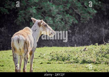 Eine schöne Aufnahme eines finnischen Waldrentiers Stockfoto