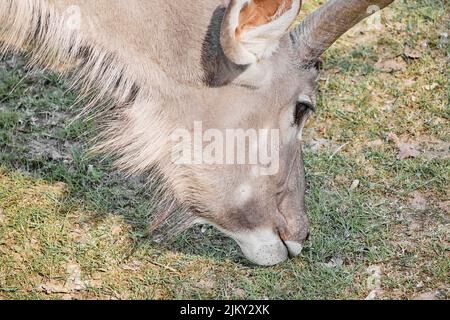 Eine wunderschöne Aufnahme eines Kopfes eines finnischen Waldrentiers Stockfoto