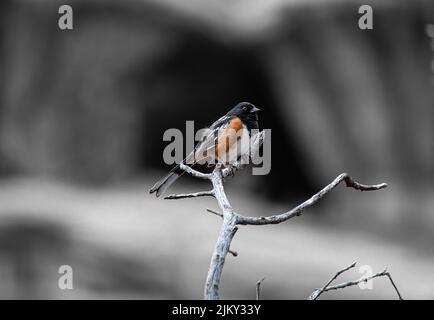 Eine selektive Fokusaufnahme eines Eastern Towhee (Pipilo erythrophthalmus), der auf einem Ast thront Stockfoto