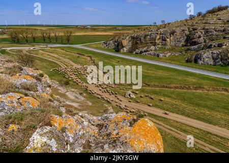Eine Schafherde, die an einem sonnigen Sommertag in Dobruja, Rumänien, läuft Stockfoto