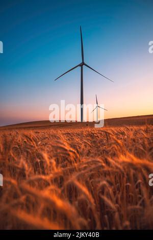 Zwei Windkraftanlagen drehen sich um die Energieerzeugung inmitten eines Weizenfeldes. Windparks werden zu einer immer wichtigeren Quelle von Interm Stockfoto