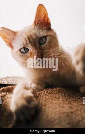 Eine schöne Aufnahme eines niedlichen Red Point siamesen Stockfoto