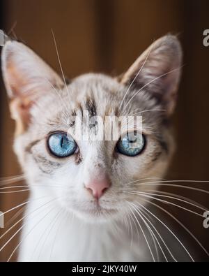 Eine Nahaufnahme eines niedlichen Ojos Azules Stockfoto