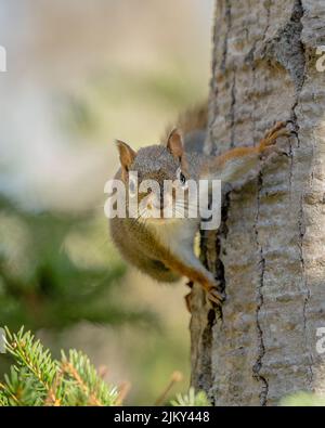 Eine schöne Aufnahme eines niedlichen Eichhörnchens auf einem Baum Stockfoto