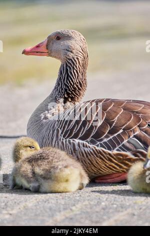 Eine vertikale Aufnahme einer Wildgans-Mutter mit ihren Küken, die auf einem Gehsteig liegen Stockfoto