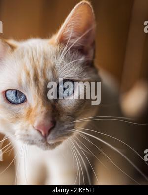 Ein Porträt einer schönen blauäugigen Ingwerkatze Stockfoto