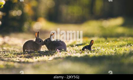 Die niedlichen Kaninchen küssen sich an einem sonnigen Tag im Park auf dem Gras Stockfoto