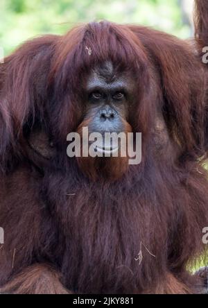 Eine vertikale Aufnahme eines Orang-Utans, der im Dschungel sitzt Stockfoto