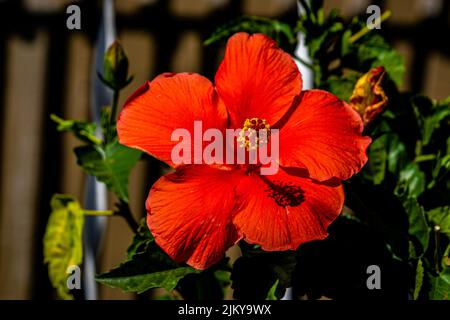 Eine Nahaufnahme einer schönen roten Hibiskusblüte, die im Garten wächst Stockfoto