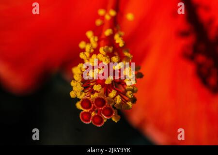 Eine Nahaufnahme einer schönen roten Hibiskusblüte an einem sonnigen Tag Stockfoto