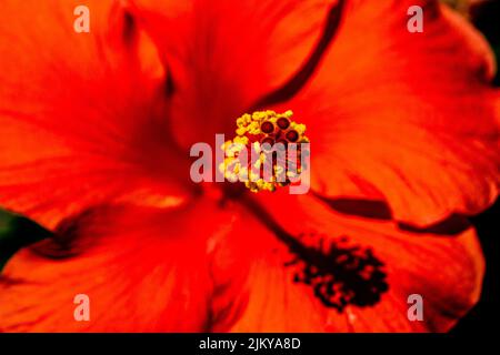 Eine Nahaufnahme einer schönen roten Hibiskusblüte an einem sonnigen Tag Stockfoto