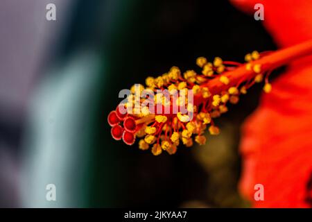 Eine Nahaufnahme einer schönen roten Hibiskusblüte an einem sonnigen Tag Stockfoto