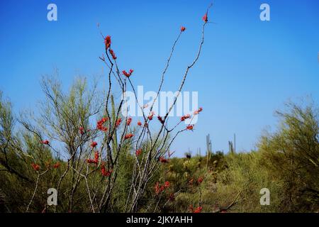 Ein schöner Blick auf einen blühenden Ocotillo-Kaktusbaum im Garten Stockfoto