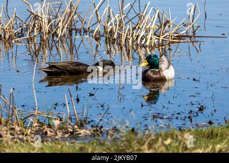 Die beiden Mallard-Enten schweben an einem sonnigen Tag im See Stockfoto