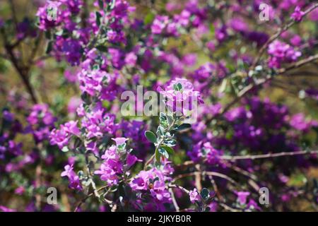 Eine Nahaufnahme von leuchtend violetten Rhododendronblüten (Rhododendron Ledebour) an einem sonnigen Tag Stockfoto