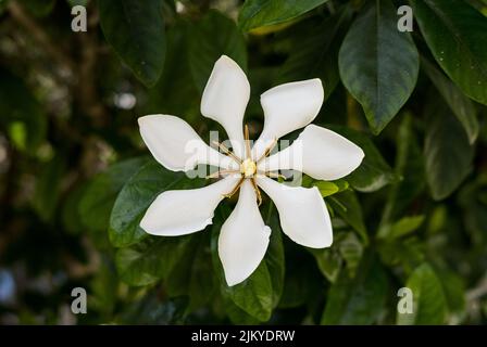 Eine Nahaufnahme eines weißen Cape-Jasmins, der im Frühling im Garten angebaut wird Stockfoto