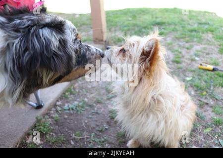 Ein brauner australischer Terrier mit einem australischen Schäferhund, der im Garten spielt Stockfoto
