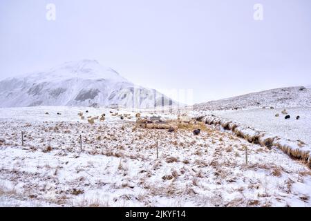 Eine Herde Schafe, die sich im Winter von einem Trog auf einem kalten, verschneiten Hügel in Island ernähren. Stockfoto