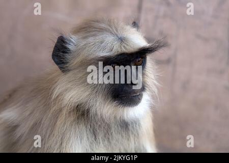 Aus dem Leben der Langur-Affen (Schwarzschenkeldouc (Semnopithecus hypoleucos)). Porträt des Weibchens Stockfoto