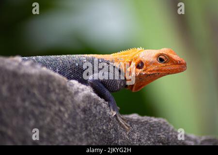 Schöne rote Kopf männliche Agama Lizard ruht auf Beton Outdoor Garden Wall während des Sonnenuntergangs, Foto wurde in Ghana, Westafrika aufgenommen. Stockfoto