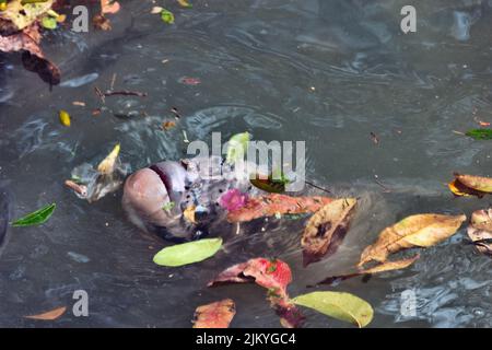 Mosambik-Maulbrüter (Sarotherodon mossambicus) und Nil Tilapia (Oreochromis niloticus) Kultfisch-Buntbarsche. Diese Fischarten werden eingeführt Stockfoto