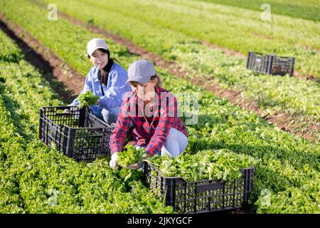 Zwei Gärtnerinnen ernten grünen Salat auf dem Feld Stockfoto