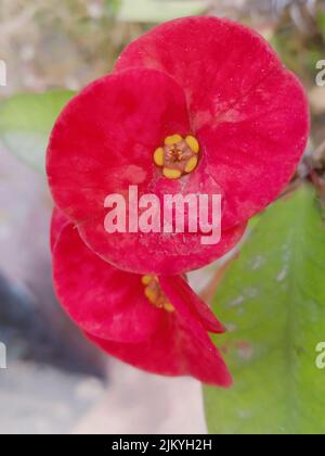 Eine Nahaufnahme von Dornenkrone Blumen im Garten an einem sonnigen Tag mit verschwommenem Hintergrund Stockfoto