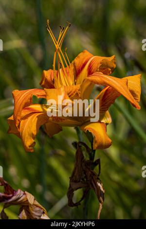 Eine Nahaufnahme einer orangen Seerose im Garten an einem schönen sonnigen Tag mit verschwommenem Hintergrund Stockfoto