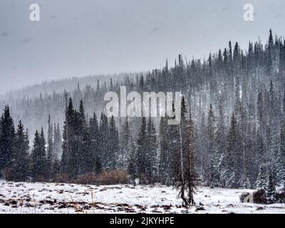 Eine schöne Landschaft Blick auf dichten Tannenwald bei einem schweren Schneewetter während des Tages Stockfoto