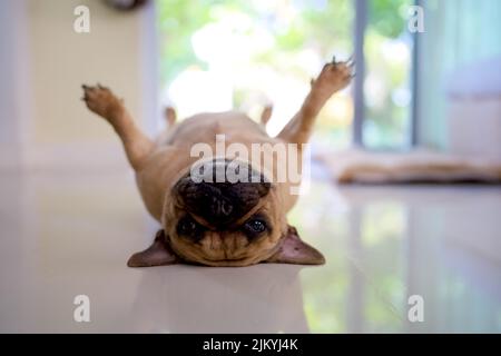 Eine niedliche, kleine französische Bulldogge in einem Haus auf einem verschwommenen Hintergrund Stockfoto