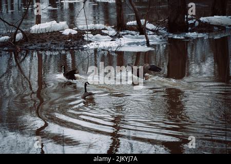 Drei wunderschöne Brent-Gänse schwimmen im verschneiten See in Kent Trails, Michigan Stockfoto