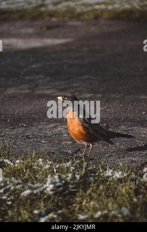 Eine vertikale Aufnahme eines amerikanischen Robin in einem Park Stockfoto