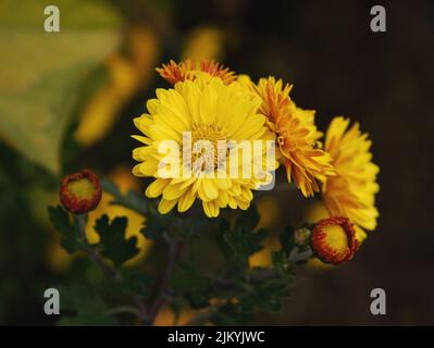 Eine Nahaufnahme von gelben Chrysanthemum indicum Blüten Stockfoto