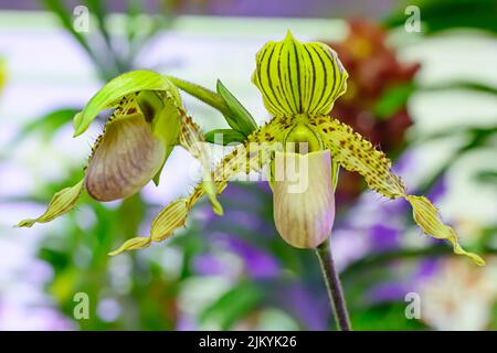 Paphiopedilum, oft als die Venus Pantoffel ist eine Gattung der Lady Slipper Orchidee Unterfamilie Cypripedioideae blühende Pflanze Familie Orchidace Stockfoto