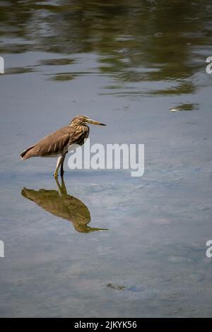 Ein schöner Reiher wartet auf einen Fisch im indischen Teich mit Reflexion im Wasser Stockfoto