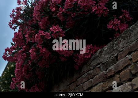 Oleander in Blüte auf einer Ziegelwand Stockfoto