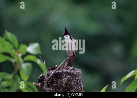 Eine Nahaufnahme eines rothaarigen Bulbul steht auf einem Holzstumpf Stockfoto